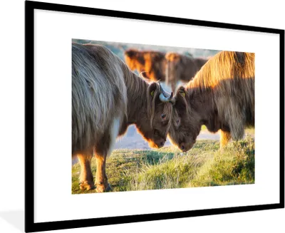Produktbild von MuchoWow® Gerahmtes Poster Schottische Highlander - Tiere - Sonne 90x60 cm - Poster mit Schwarzem Bilderrahmen Wandposter Rahmen Foto Bilder - Wanddekoration - Fotos