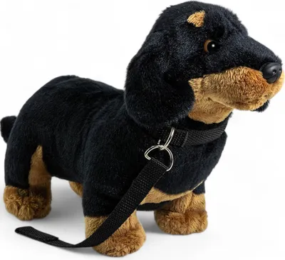 A plush dachshund toy with a leash.