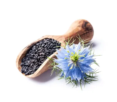 Obrázok produktu pre 3000 semien čierneho kmeňa – Nigella sativa – aromatická korenistá a okrasná rastlina do záhrady, na bylinkový záhon a kvetinovú lúku