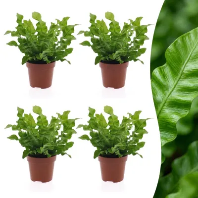 Image de Asplenium Crispy Wave - Asplenium Crispy Wave - 4 plantes - 30cm - Ø12cm