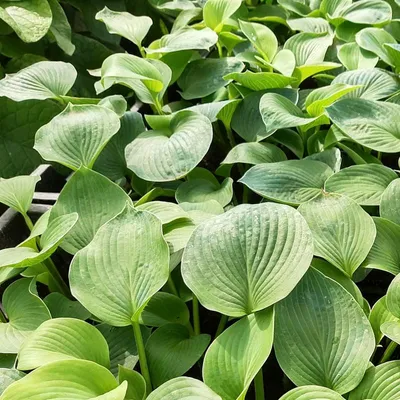 Immagine prodotto di 6 x Funkie  - Hosta fortunei 'Obscura'  | Vaso 9 cm x 9 cm
