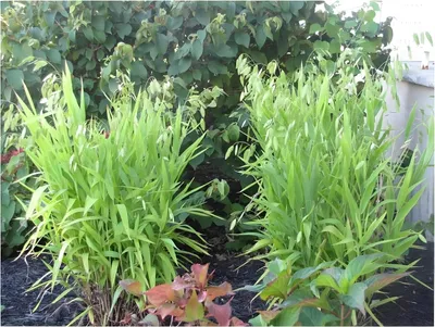 Produktbild von Stauden Gänge 10 x Chasmanthium latifolium im 1 Liter Topf - Plattährengras - Sanfte Bewegung für harmonische Beete - sehr Pflegeleicht