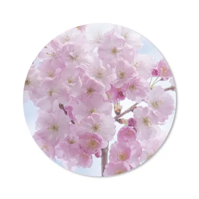 Produktbild von MuchoWow® Mauspad Mousepad Blüte - Kirschbaum - Frühling 40x40 cm - Mousepads - Maus Mat - Pad - Mausunterlage - Schreibtisch Accessoires