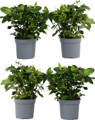 Zdjęcie produktu dla Gardenia jaśminowata - 4 szt - Gardenia jasminoides - W20-30cm - ⌀13cm