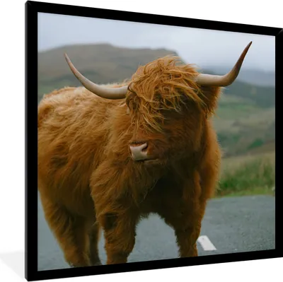 Produktbild von MuchoWow® Gerahmtes Poster Schottischer Highlander - Berg - Straße 40x40 cm - Poster mit Schwarzem Bilderrahmen Wandposter Rahmen Foto Bilder - Mit Rahmen - Wanddekoration Schlafzimmer