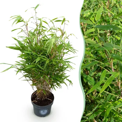 Produktbild von Gräser - Fargesia Rufa - Nicht-invasiv Bambus - Immergrün - 70-80cm - Ø23cm - Gartenpflanze