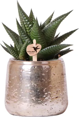 Immagine prodotto di Haworthia limifolia, pianta grassa da appartamento, vaso argento Ø9cm