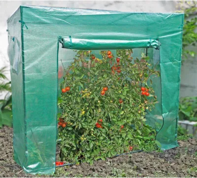 A small greenhouse with tomato plants inside, placed outdoors on soil.