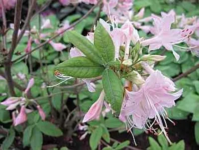Produktbild von Rhododendron prinophyllum bot. Art - Sommergrüne Azalee 25-30cm