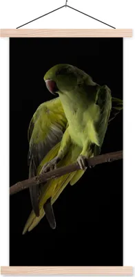 Produktbild von MuchoWow® Textilposter Papagei - Vogel - Zweig 60x120 cm mit holzfarbenen Rahmen - Holz