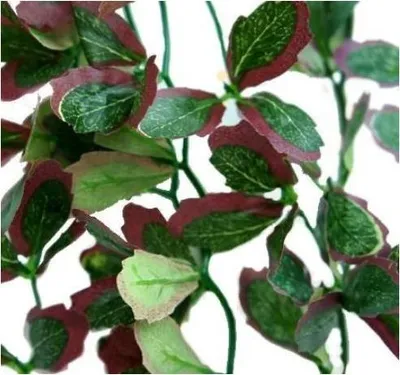 Produktbild von Repti-Zoo hängende Pflanze roter Efeu 40cm Repti-Zoo