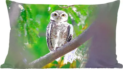 Produktbild von MuchoWow® Zierkissen Sofakissen Wohnzimmer Dekokissen 50x30 cm Eule auf Ast sitzend - Wohnzimmerdekoration - Polster mit Photo
