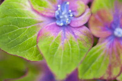 Produktbild von Hydrangea mac. 'Saxon® Schloß Wackerbarth'®, rosa, 30–40 cm