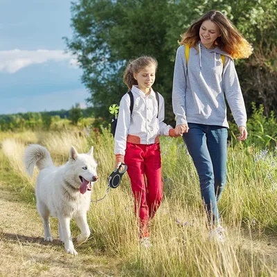 Immagine prodotto di Guinzaglio estensibile per cani di 5 m con catena antimorso per cani di taglia media e grande