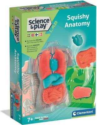 Image de Mini organes spongieux