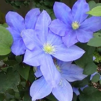 Produktbild von 2 x Waldrebe - Clematis 'Hf Young' | 50-60 cm im Container