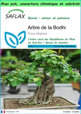 Image de SAFLAX Garden to go - Arbre de la Bodhi - 100 graines - Ficus