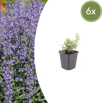 Image de Nepeta 'Grol' | 6 pièces - 10-25cm - Ø9cm - Plante de jardin