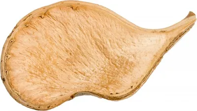 Produktbild von Naturdeko Elefanten Ohr halbiert Xylia xylocarpa aus Brasilien, Länge ca. 10-15 cm