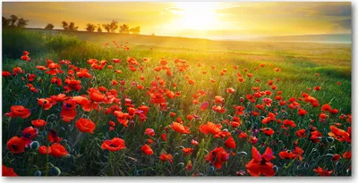 Produktbild von Tulup® Leinwandbild - 140x70 cm - Wandkunst - Drucke auf Leinwand - Leinwanddruck  - Landschaften - Rot - Mohnfeld