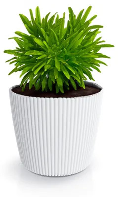 Produktbild von Prosperplast Pflanztopf Buckingham - elfenbeinweis - D29 cm