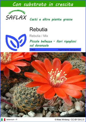 Immagine prodotto di SAFLAX  - Rebutia  - 40 semi - Con substrato - Rebutia