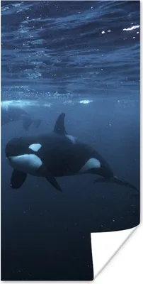 Produktbild von MuchoWow® Poster Orcas unter Wasser 80x160 cm - Kinderzimmer