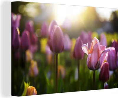 Produktbild von OneMillionCanvasses® - Leinwandbilder - 140x90 cm, Tulpen - Farbe - Frühling, Wandbilder Kunstdruck Wanddekoration