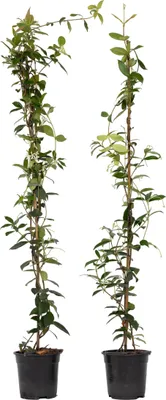Produktbild von Jaśmin gwiazdkowy - 2 szt - Trachelospermum jasminoides - 110-120cm - ⌀17cm