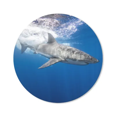 Produktbild von MuchoWow® Mauspad Mousepad Hai - Meer - Wasser 20x20 cm - Mousepads - Maus Mat - Pad - Mausunterlage - Schreibtischmatte