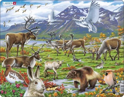 Zdjęcie produktu dla Ukladanka Flora i fauna arktycznej tundry 50 elementow