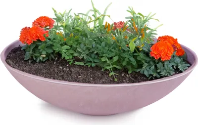 Produktbild von Flache Pflanzschale für draussen Dekoschale rund altrosa 45 cm