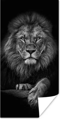 Produktbild von MuchoWow® Poster Löwe - Tiere - Schwarz - Weiß 20x40 cm - Plakat - Foto