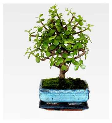 Produktbild von Bonsai - Portulacaria afra - Jadebaum - Afrikanischer Elefantenbaum - ca. 4-5 Jahre - Kugelform