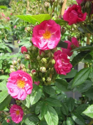 Produktbild von Kletterrose Perfumy Siluetta ® - Rosa Perfumy Siluetta ® - Ramblerrose - ADR Rose - Kordes Rose