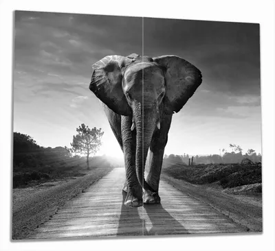 Produktbild von Wallario Herdabdeckplatte aus Glas, Größe 60 x 52 cm 2-teilig, Motiv Elefant bei Sonnenaufgang in Afrika schwarzweiß