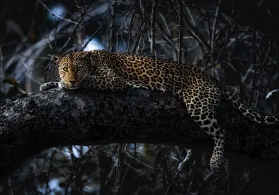 Produktbild von Komar Fototapete Panthera Schwarz - 610827 - 400 x 280 cm