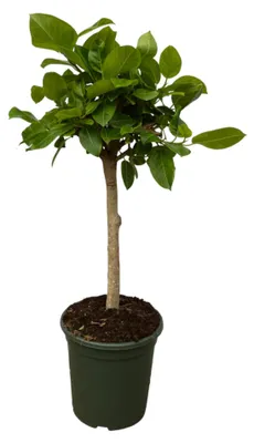 Produktbild von Zimmerpflanze - Ficus Altissimo variegata - Zimmerfeige - Für helle Standorte ohne direkte Sonne - Topf Ø21cm - Höhe 100cm