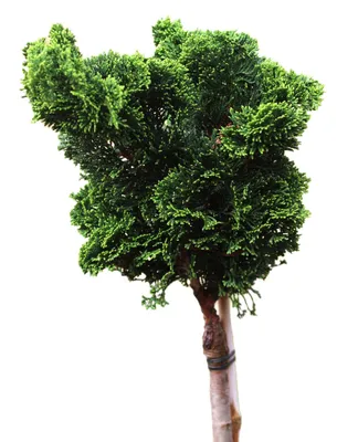 Obrázok produktu pre Chamaecyparis obtusa Nana Gracilis cyprus škrupinový vysoký kmeň 50 - 60 cm