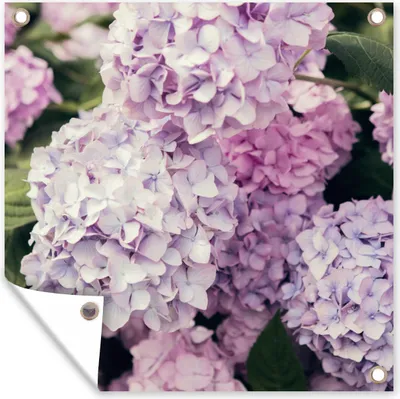 Produktbild von MuchoWow® 50x50 cm Outdoor-Poster Gartendeko Sichtschutz Garten Poster für den Garten  Rosa Hortensie