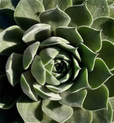 Produktbild von Hauswurz - Sempervivum 'Aquila' - Dachwurz, Sempervivum, winterhart im Topf 11 cm - 11 cm