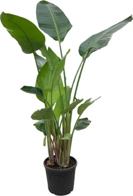Produktbild von Trendyplants - Strelitzia Nicolai - Paradiesvogelblume - Zimmerpflanze - Höhe 215-235 cm - Topfgröße Ø27cm