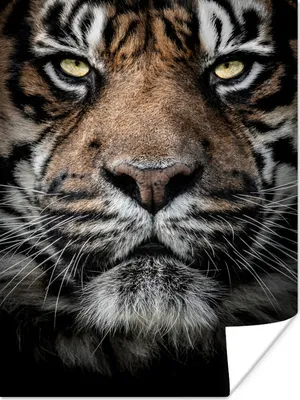 Produktbild von MuchoWow® Poster Tiger - Nahaufnahme - Tier 30x40 cm - Wandplakat - Poster Kinderzimmer