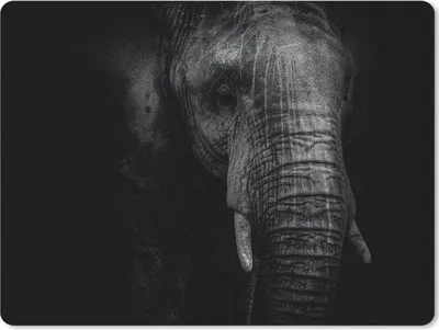 Produktbild von MuchoWow® Mauspad Mousepad Elefant auf schwarzem Hintergrund in schwarz und weiß 23x19 cm - Mousepads - Maus Mat - Pad - Mausunterlage - Schreibtischunterlage - Mauspad