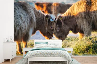Produktbild von MuchoWow® Fototapete für Wohnzimmer oder Schlafzimmer Wandtapete Vinyl Motivtapete Schottische Highlander - Tiere - Sonne - 450x300 cm - Gemusterte