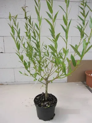 Produktbild von Salix fragilis - Bruchweide - Knackweide - 60-100cm