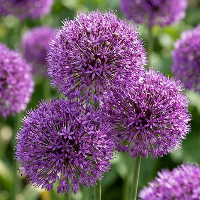 Produktbild von Green boutiQ - 60x Allium Purple Sensation - Purpurlauch - Lila - Sommerblüher - Zwiebelgröße 10/12