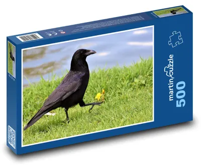 Obrázok produktu pre martinpuzzle – Puzzle 500 – Vrána – vták, zviera