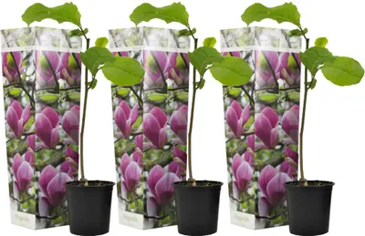 Zdjęcie produktu dla Magnolie - 3 szt - Magnolia 'Susan' - Wysokość 25-40cm - ⌀9cm