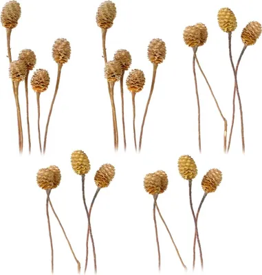 Image de Branches de sabulosum 4-6 têtes Fleurs séchées Matériel de bricolage naturel clair Set de 5 pièces
